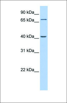 Anti-GALNT4 (ab2) antibody produced in