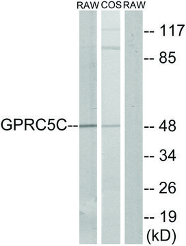 Anti-GPRC5C antibody produced in rabbit