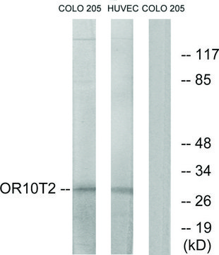 Anti-OR10T2 antibody produced in rabbit
