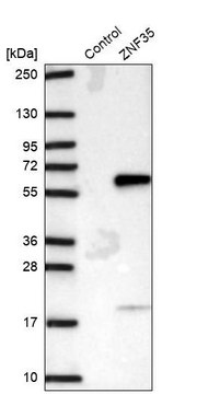 Anti-ZNF35 antibody produced in rabbit