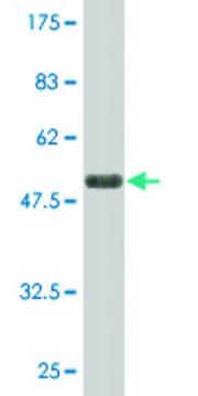 Monoclonal Anti-LAIR1 antibody produced in