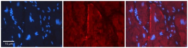 Anti-GJC2 antibody produced in rabbit