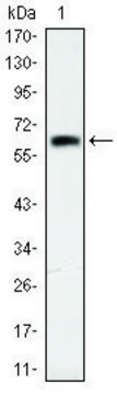 Monoclonal Anti-OTX2 antibody produced in