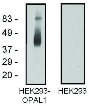 Monoclonal Anti-OPAL1 antibody produced in