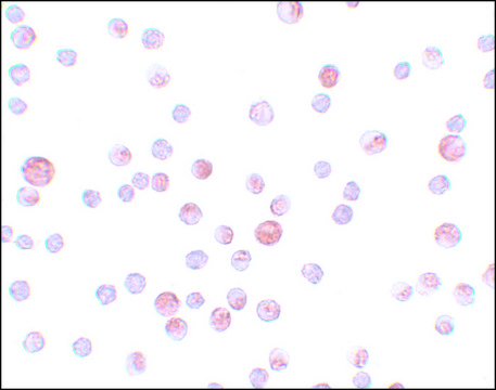 Anti-CaBP7 antibody produced in rabbit