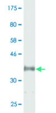 Monoclonal Anti-CYP46A1 antibody produced in