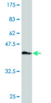 Monoclonal Anti-PKP4 antibody produced in