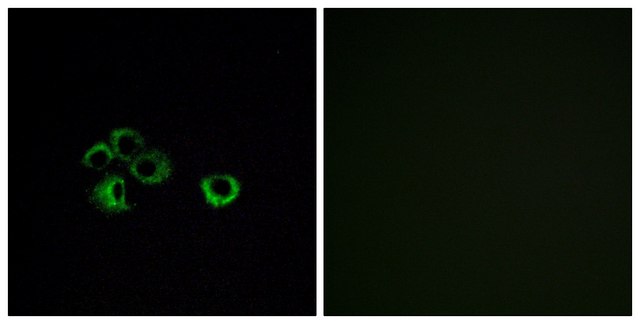 Anti-OR2Z1 antibody produced in rabbit
