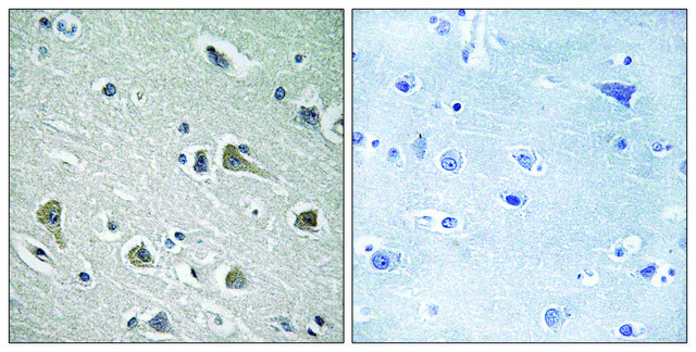 Anti-MYLIP antibody produced in rabbit