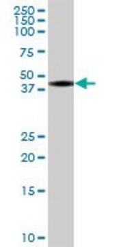 Anti-BSPRY antibody produced in mouse