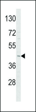 ANTI-ADIPOR1(C-TERMINAL) antibody produced in rabbit