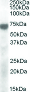 Anti-KCNQ4 antibody produced in goat