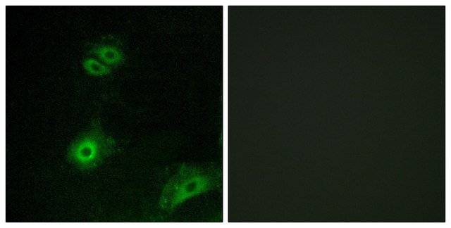 Anti-OR4A16 antibody produced in rabbit