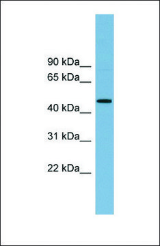 Anti-RNF44, (N-terminal) antibody produced in