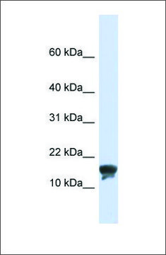 Anti-TMEM166 antibody produced in rabbit