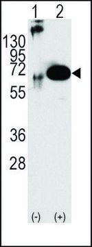 Anti-SHP2 antibody produced in rabbit