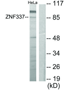 Anti-ZNF337 antibody produced in rabbit