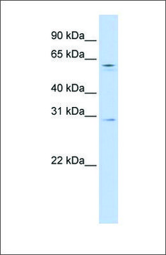 Anti-REC8 antibody produced in rabbit