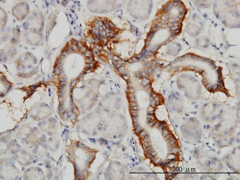 Monoclonal Anti-PCDH1 antibody produced in