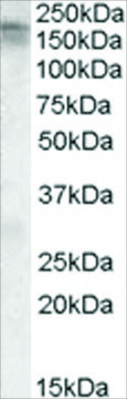 Anti-CACNA1C antibody produced in goat