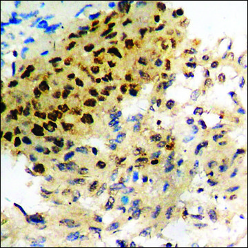 Anti-phospho-Caspase 8 (pTyr³??) antibody produced