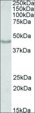 Anti-DCX antibody produced in goat