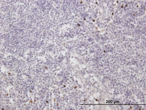 Anti-MNDA antibody produced in mouse
