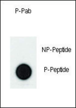 Anti-Phospho-PMAT-Y198 antibody produced in rabbit