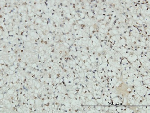 Monoclonal Anti-AR antibody produced in