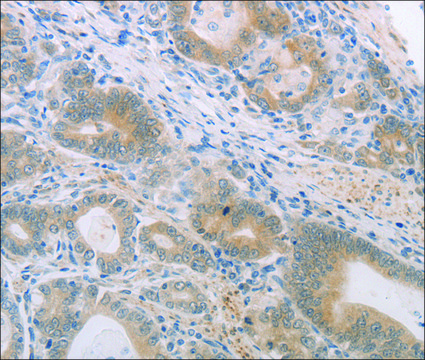 Anti-PGA4 antibody produced in rabbit