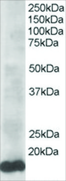 Anti-UBE2L3 antibody produced in goat
