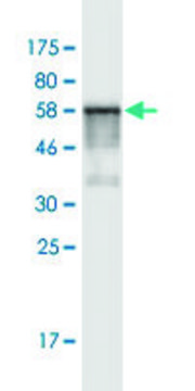 Monoclonal Anti-PSMD7 antibody produced in