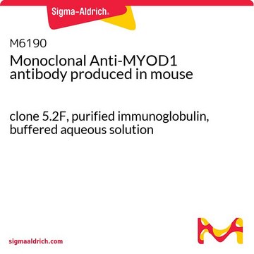 Monoclonal Anti-MYOD1 antibody produced in