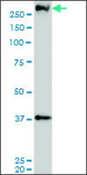 Monoclonal Anti-PARC antibody produced in