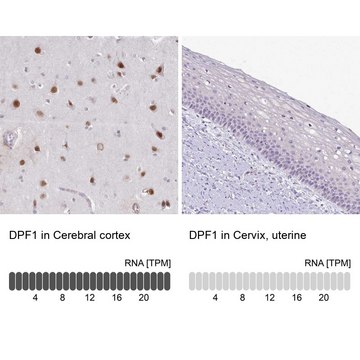 Anti-DPF1 antibody produced in rabbit