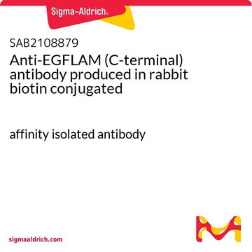 Anti-EGFLAM (C-terminal) antibody produced in