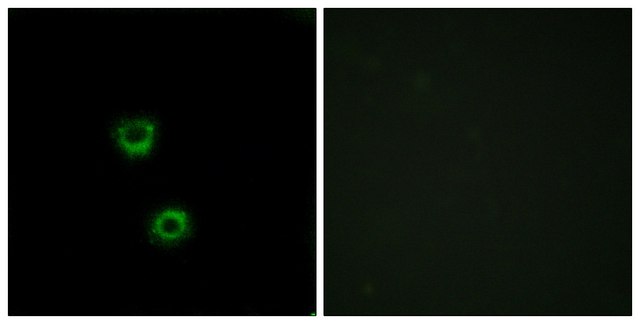 Anti-TMEM30C antibody produced in rabbit