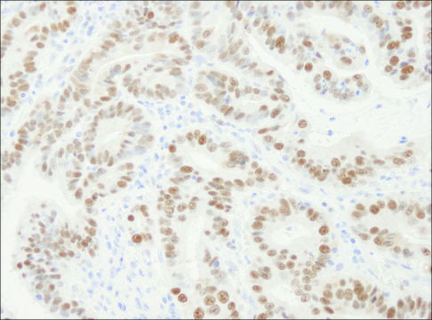 Rabbit anti-PCNA Antibody, Affinity Purified