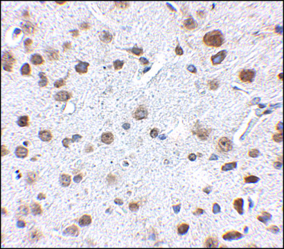 Anti-FTO antibody produced in rabbit