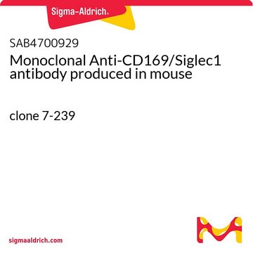 Monoclonal Anti-CD169/Siglec1 antibody produced in