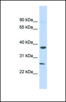 Anti-MYD88, (N-terminal) antibody produced in