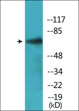 Anti-phospho-PAK5/6 (pSer602/560) antibody produced in