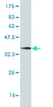 ANTI-HSF4 antibody produced in mouse