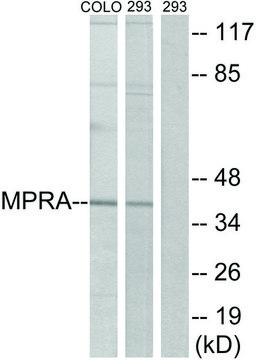Anti-MPRA antibody produced in rabbit