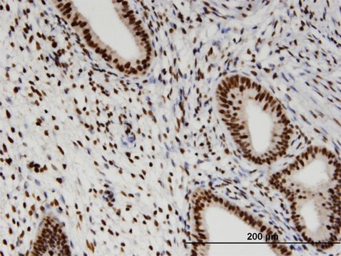 Monoclonal Anti-RBM3 antibody produced in