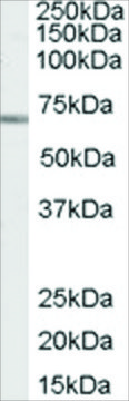 Anti-PTPN6/SHP1 (Internal) antibody produced in