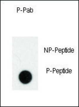 Anti-Phospho-NOMO1-pS1205 antibody produced in rabbit