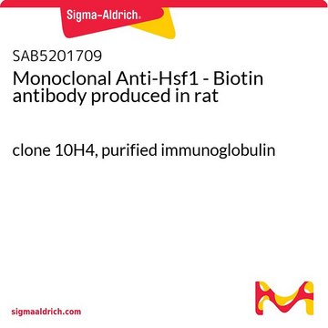 Monoclonal Anti-Hsf1 - Biotin antibody