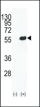 ANTI-OPN-A/B(N-TERMINAL) antibody produced in rabbit
