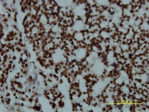 Monoclonal Anti-POU2F2 antibody produced in